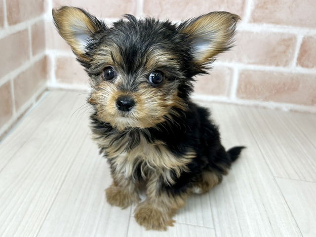 埼玉県のヨーチー/チワキー/チワヨーキー(ヨークシャーテリア×チワワ) (ペッツファーストさいたま新都心店/2026年1月8日生まれ/女の子/チョコレートタン)の子犬