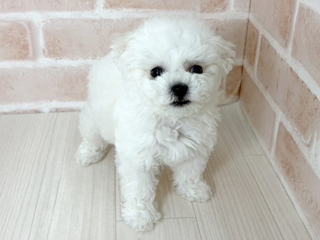 埼玉県のビションフリーゼ (ペッツファーストさいたま新都心店/2026年1月15日生まれ/男の子/ホワイト)の子犬