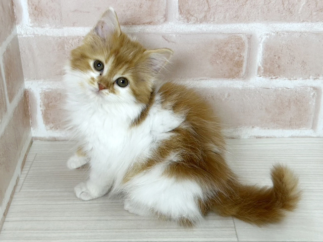 ラガマフィン, 性別 男の子, 誕生日 2026/01/17, 毛色 レッドタビーホワイト, 出身 静岡県, 店舗 さいたま新都心店(埼玉県), お問い合わせ番号 300015102