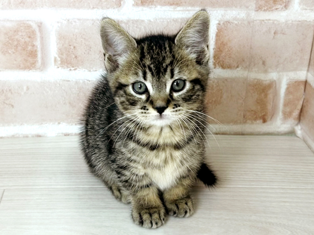 埼玉県のマンチカン (ペッツファーストさいたま新都心店/2026年1月16日生まれ/男の子/ブラウンマッカレルタビー)の子猫