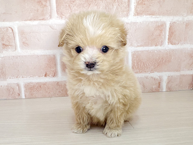 大阪府のポメプー(ポメラニアン×プードル) (ペッツファースト東大阪店/2026年1月18日生まれ/男の子/アプリコット)の子犬の1枚目の画像