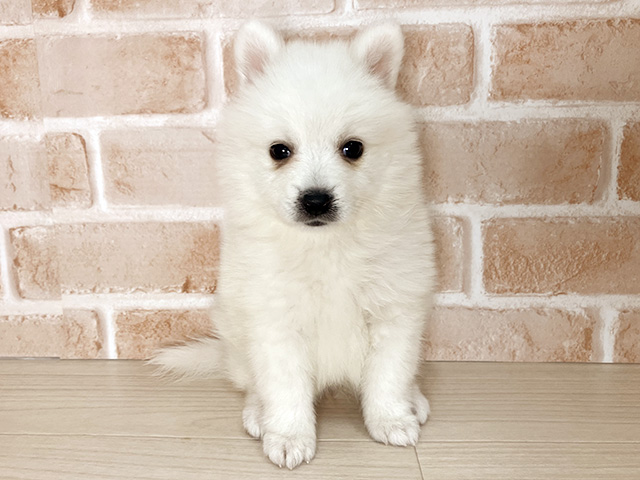 大阪府の日本スピッツ (ペッツファースト東大阪店/2026年1月17日生まれ/女の子/ホワイト)の子犬の1枚目の画像