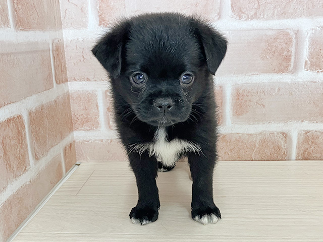 大阪府のハーフ犬・ミックス犬 (ペッツファースト東大阪店/2026年1月18日生まれ/女の子/ブラックホワイト)の子犬の1枚目の画像