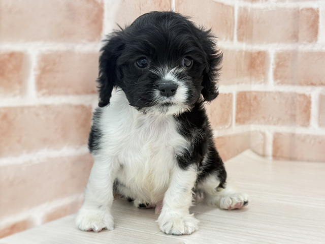 東京都のアメリカンコッカースパニエル (ペッツファースト八王子多摩美大前店/2026年1月20日生まれ/男の子/ブラックホワイト)の子犬