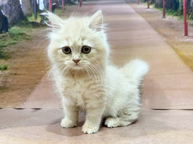 埼玉県のスコティッシュフォールド (ペッツファースト与野店/2026年1月9日生まれ/女の子/クリーム)の子猫の1枚目の画像