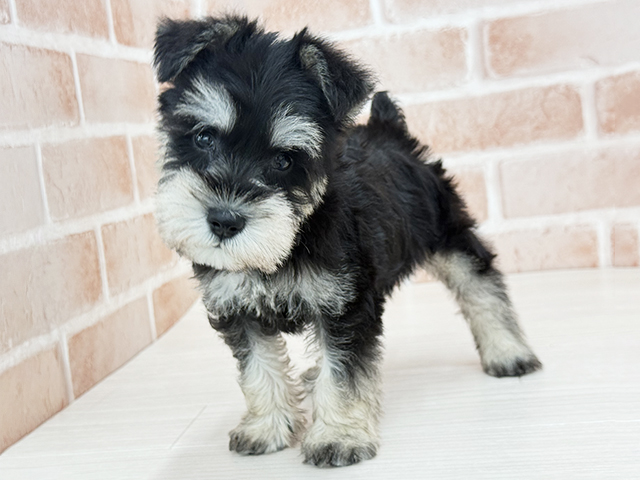 東京都のミニチュアシュナウザー (ペッツファースト八王子多摩美大前店/2026年1月5日生まれ/女の子/ブラックシルバー)の子犬