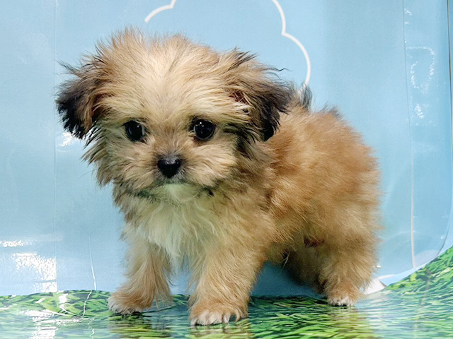 神奈川県のポメプー(ポメラニアン×プードル) (ペッツファースト湘南平塚店/2026年1月20日生まれ/男の子/オレンジ)の子犬の1枚目の画像