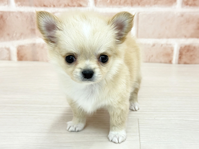 東京都のチワワ(ロング) (ペッツファースト八王子多摩美大前店/2026年1月17日生まれ/男の子/クリームホワイト)の子犬