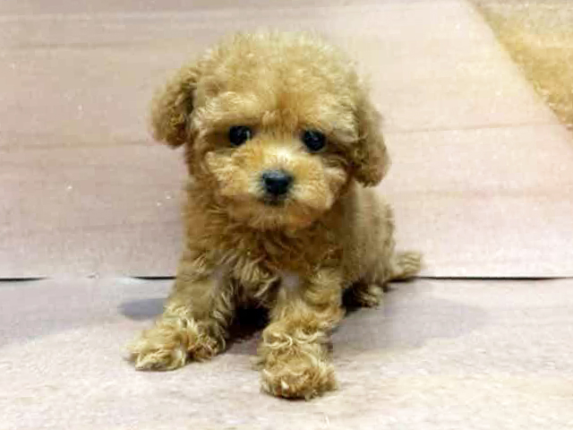 埼玉県のトイプードル(トイ) (ペッツファースト与野店/2026年1月12日生まれ/女の子/レッド)の子犬の1枚目の画像