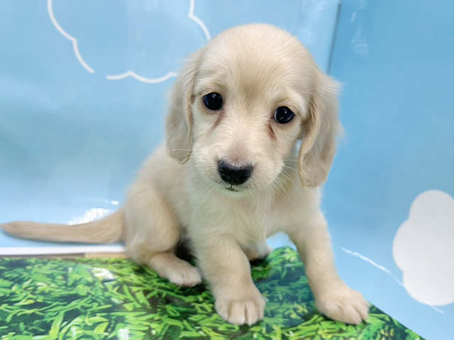 神奈川県のミニチュアダックスフンド(ロング) (ペッツファースト湘南平塚店/2026年1月20日生まれ/女の子/イエロー)の子犬の1枚目の画像