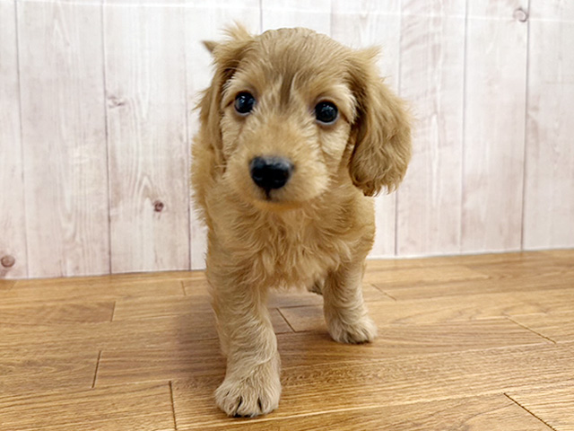 埼玉県のダップー(ダックス×プードル) (ペッツファースト埼玉大井店/2026年1月19日生まれ/男の子/ゴールド)の子犬の1枚目の画像