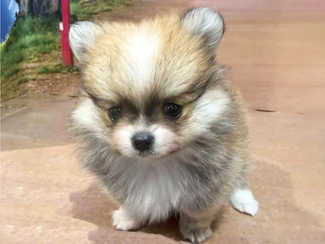 埼玉県のポメチワ/チワポメ/ポメチー(ポメラニアン×チワワ) (ペッツファースト与野店/2026年1月15日生まれ/男の子/レッドホワイト)の子犬の1枚目の画像