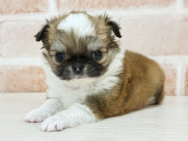 東京都のチワワ(ロング) (ペッツファースト八王子多摩美大前店/2026年1月20日生まれ/男の子/レッドホワイト)の子犬