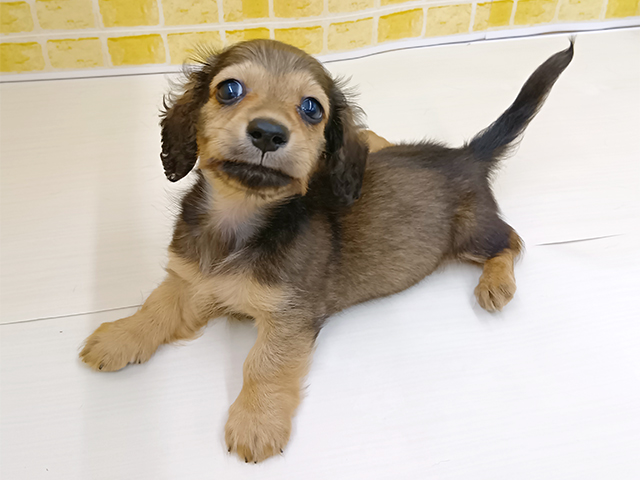 新潟県のカニンヘンダックスフンド(ロング) (ペッツファースト長岡店/2026年1月20日生まれ/男の子/シェーデットイエロー)の子犬の1枚目の画像