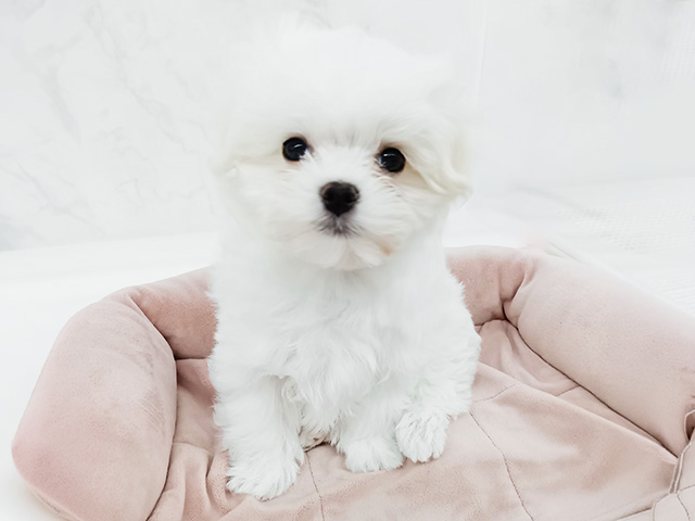 石川県のマルチーズ (ペッツファースト御経塚店/2026年1月20日生まれ/男の子/ホワイト)の子犬