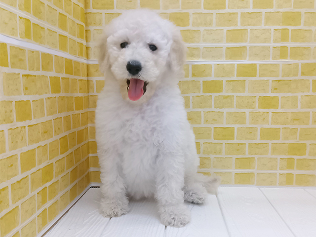 新潟県のスタンダードプードル (ペッツファースト長岡店/2026年1月17日生まれ/女の子/クリーム)の子犬