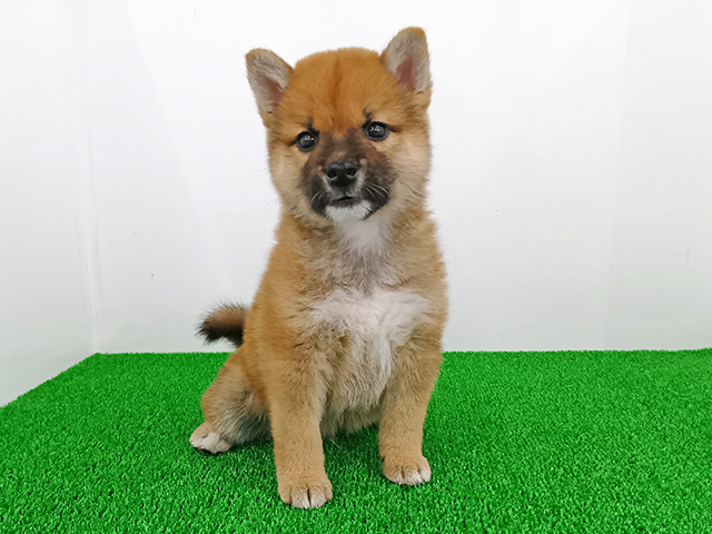 富山県の柴犬(標準サイズ) (ペッツファースト富山店/2026年1月19日生まれ/男の子/赤)の子犬の1枚目の画像