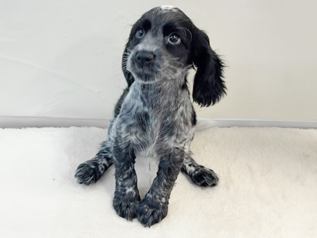 イングリッシュコッカースパニエル, 性別 女の子, 誕生日 2026/01/20, 毛色 ブルーローン, 出身 兵庫県, 店舗 京都八幡店(京都府), お問い合わせ番号 200319241