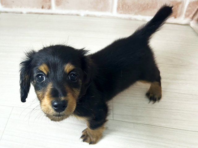 埼玉県のミニチュアダックスフンド(ロング) (ペッツファーストさいたま新都心店/2026年1月17日生まれ/女の子/ブラックタン)の子犬