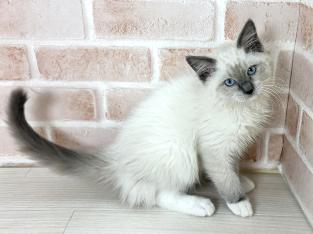 埼玉県のラグドール (ペッツファーストさいたま新都心店/2026年1月6日生まれ/男の子/シールポイントミテッド)の子猫の1枚目の画像