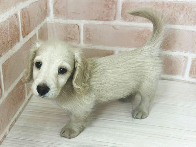 埼玉県のミニチュアダックスフンド(ロング) (ペッツファーストさいたま新都心店/2026年1月17日生まれ/男の子/イエロー)の子犬