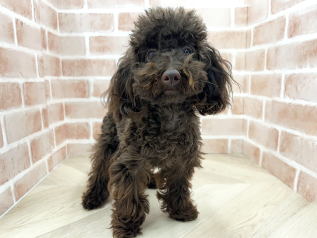 大阪府のトイプードル(トイ) (ペッツファースト寝屋川店/2025年4月27日生まれ/男の子/ブラウン)の子犬の1枚目の画像