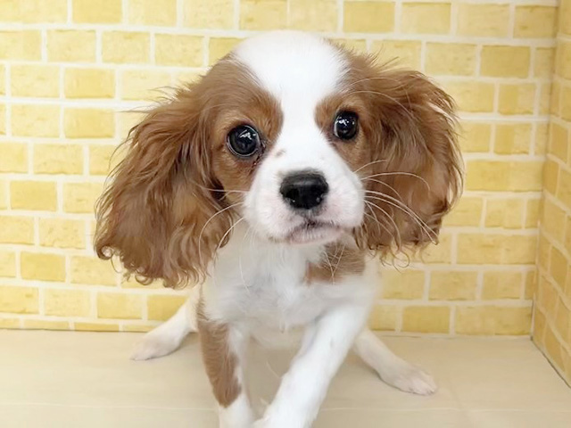 キャバリアキングチャールズスパニエル, 性別 女の子, 誕生日 2025/10/26, 毛色 ブレンハイム, 出身 埼玉県, 店舗 長岡店(新潟県), お問い合わせ番号 200019005