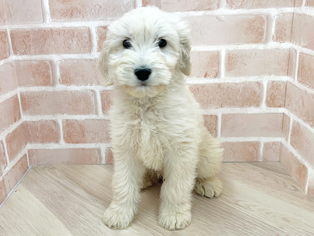 大阪府のゴールデンドゥードゥル(ゴールデン×プードル) (ペッツファースト寝屋川店/2026年1月9日生まれ/男の子/クリーム)の子犬の1枚目の画像