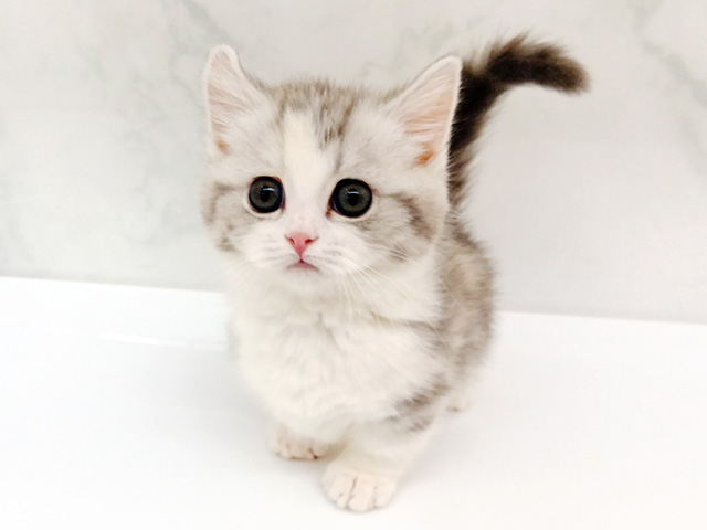 東京都のマンチカン (ペッツファーストビバホーム豊洲店/2026年1月13日生まれ/女の子/シルバーパッチドタビーホワイト)の子猫の1枚目の画像