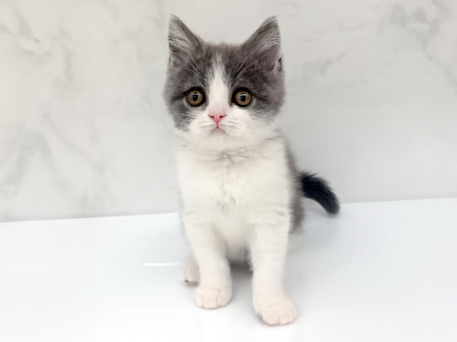 東京都のブリティッシュショートヘアー (ペッツファーストビバホーム豊洲店/2026年1月12日生まれ/男の子/ブルーホワイト)の子猫の1枚目の画像