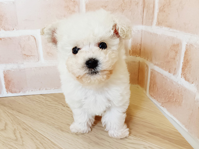 千葉県のビションフリーゼ (ペッツファースト市川妙典店/2026年1月19日生まれ/男の子/ホワイト)の子犬