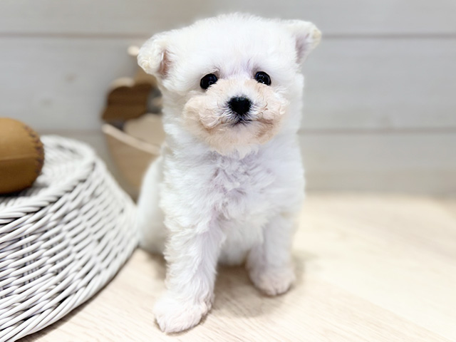 ビションフリーゼ