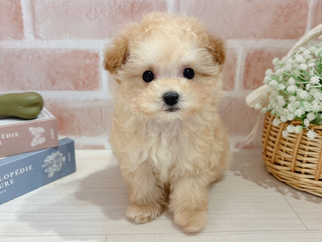 東京都のトイプードル(タイニー) (ペッツファースト自由が丘店/2026年1月5日生まれ/男の子/アプリコット)の子犬