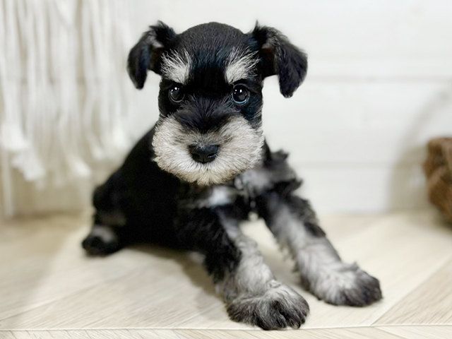 東京都のミニチュアシュナウザー (ペッツファースト昭島店/2026年1月19日生まれ/男の子/ブラックシルバー)の子犬の1枚目の画像