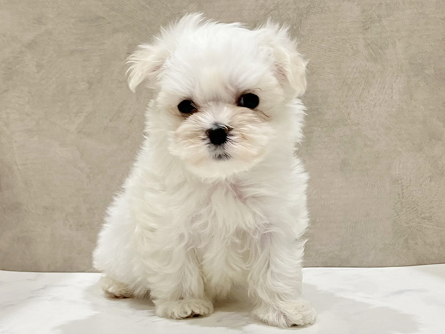 千葉県のマルチーズ (ペッツファーストららぽーとTOKYO-BAY店/2026年1月19日生まれ/女の子/ホワイト)の子犬の1枚目の画像