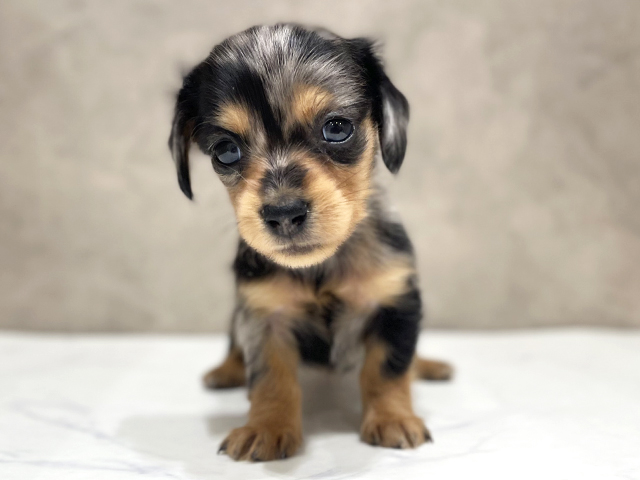 千葉県のカニンヘンダックスフンド(ロング) (ペッツファーストららぽーとTOKYO-BAY店/2026年1月19日生まれ/女の子/シルバーダップル)の子犬の1枚目の画像