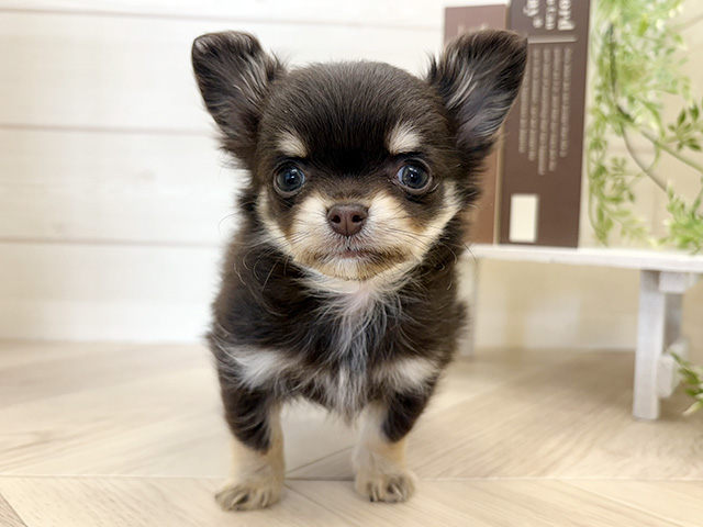 千葉県のチワワ(ロング) (ペッツファースト市川コルトンプラザ店/2026年1月19日生まれ/男の子/チョコレートタン)の子犬