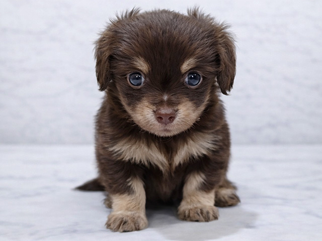 東京都のチワックス(チワワ×ダックス) (ペッツファースト中野店/2026年1月19日生まれ/女の子/チョコレートタン)の子犬