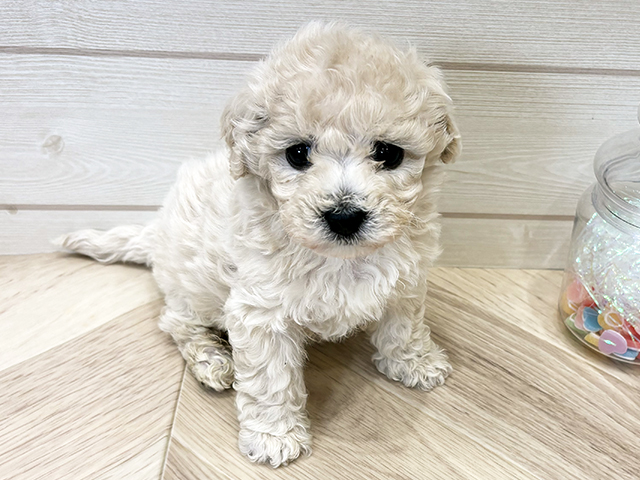 広島県のビションプー(ビションフリーゼ×プードル) (ペッツファースト広島府中店/2026年1月19日生まれ/女の子/ホワイトクリーム)の子犬の1枚目の画像