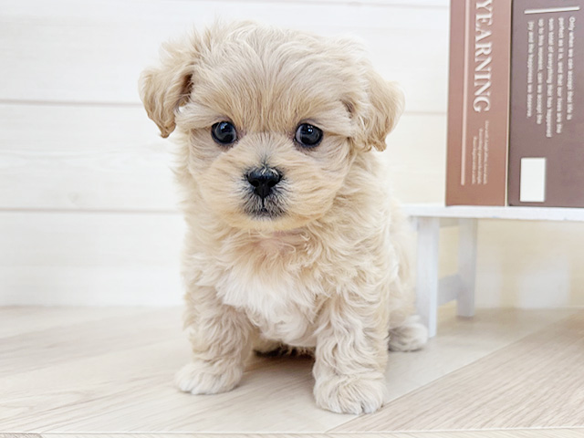 千葉県のペキプー(ペキニーズ×プードル) (ペッツファースト市川コルトンプラザ店/2026年1月19日生まれ/男の子/アプリコットホワイト)の子犬の1枚目の画像