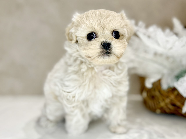 大阪府のペキプー(ペキニーズ×プードル) (ペッツファースト茶屋町店/2026年1月19日生まれ/女の子/アプリコットホワイト)の子犬の1枚目の画像