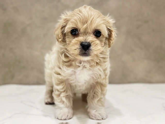 千葉県のペキプー(ペキニーズ×プードル) (ペッツファーストららぽーとTOKYO-BAY店/2026年1月19日生まれ/男の子/アプリコットホワイト)の子犬の1枚目の画像