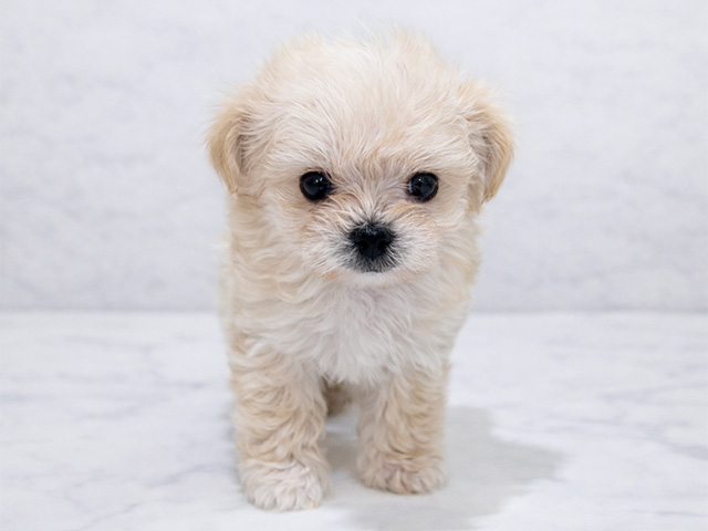 東京都のチワマル/マルチワ(チワワ×マルチーズ) (ペッツファースト中野店/2026年1月18日生まれ/男の子/クリームホワイト)の子犬の1枚目の画像