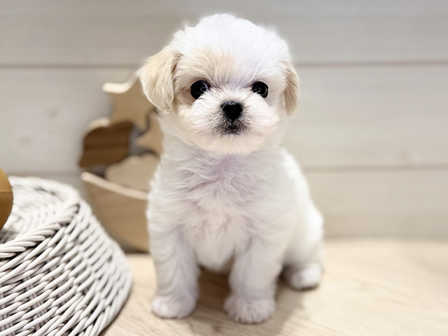 群馬県のチワマル/マルチワ(チワワ×マルチーズ) (ペッツファースト高崎店/2026年1月18日生まれ/女の子/ホワイトクリーム)の子犬の1枚目の画像