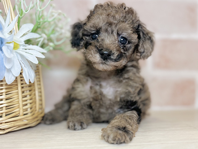 千葉県のチワプー/プーチー(チワワ×プードル) (ペッツファースト千葉ニュータウン店/2026年1月18日生まれ/男の子/チョコレートマール)の子犬の1枚目の画像