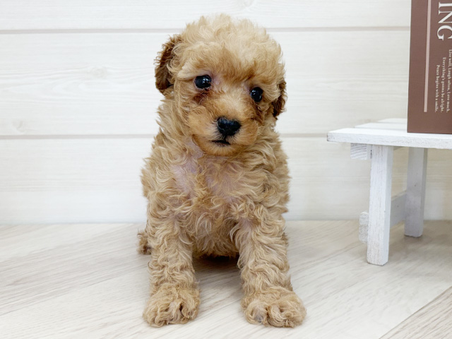 千葉県のトイプードル(タイニー) (ペッツファースト市川コルトンプラザ店/2026年1月19日生まれ/男の子/アプリコット)の子犬の1枚目の画像