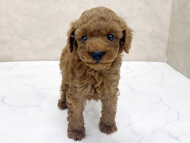 東京都のトイプードル(タイニー) (ペッツファースト八王子多摩美大前店/2026年1月18日生まれ/男の子/レッド)の子犬