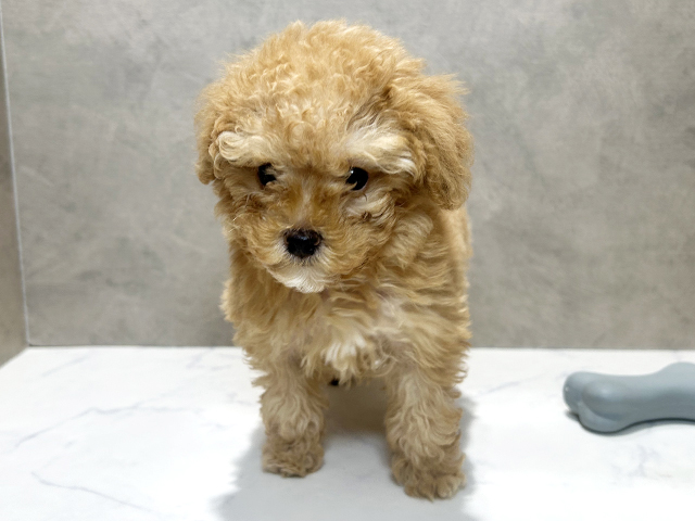 秋田県のマルプー(マルチーズ×プードル) (ペッツファースト秋田店/2026年1月18日生まれ/男の子/アプリコット)の子犬の1枚目の画像