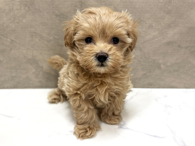 福岡県のマルプー(マルチーズ×プードル) (ペッツファースト福津店/2026年1月18日生まれ/女の子/アプリコット)の子犬の1枚目の画像