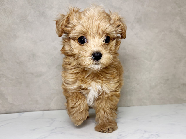 大阪府のマルプー(マルチーズ×プードル) (ペッツファースト東大阪店/2026年1月18日生まれ/女の子/アプリコット)の子犬